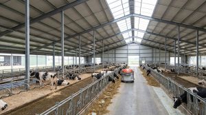 Modern steel structure dairy barn designed with clear-span framing, high roof ventilation, and organized feeding lanes, ensuring optimal livestock comfort, efficient manure management, and long-term durability for large-scale cattle farming operations.