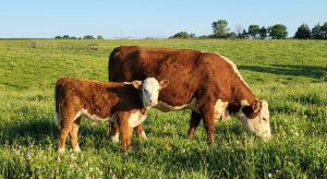 Grass-fed beef cow with calf in open pasture, representing efficient herd management, natural breeding cycles, and sustainable livestock production systems that enhance long-term farm profitability and animal welfare standards.