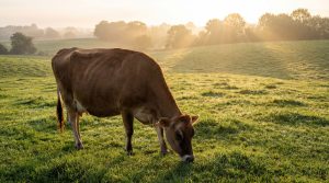 Healthy dairy cow grazing in open pasture under natural sunlight, reflecting sustainable livestock management practices and balanced free-range feeding systems that support high-quality milk production and long-term farm productivity.