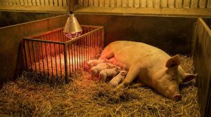 Controlled-environment farrowing unit within a steel-structured livestock facility, featuring insulated partitions, dedicated piglet heating zones, and hygienic flooring systems to enhance survival rates and biosecurity management.