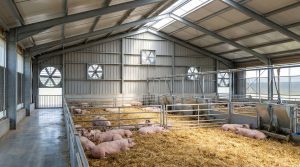 Prefabricated steel pig housing facility featuring integrated ventilation fans, automated feeding systems, and durable pen layouts designed for optimized airflow, improved animal comfort, and efficient large-scale livestock management.