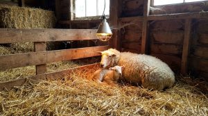Well-protected lambing pen inside a livestock shelter, featuring insulated structure, controlled heating, and dry bedding conditions to ensure newborn survival rates, maternal comfort, and improved small-scale sheep farming performance.