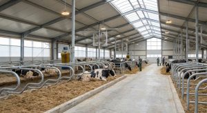 Bright, modern dairy barn with cows resting in stalls and workers attending to feeding along central aisle.