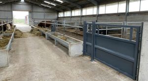 Interior of a steel cattle barn with feed troughs and sturdy gates separating cattle pens.