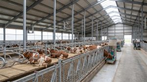 Interior of a modern dairy barn showing metal stalls with cows lying down, feeding stations, and overhead ventilation fans.