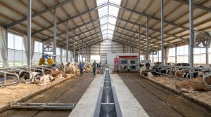 Dairy barn interior with cows lying in stalls, automatic brushing equipment, central feed alley, and natural light from roof panels.