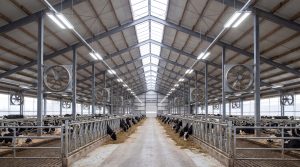 Cows resting in metal stalls inside a spacious, well-lit barn with ceiling fans and feeding areas.
