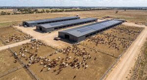 Aerial view of a large goat farm with three long steel barns, multiple fenced pens filled with goats, and dirt roads surrounding the property