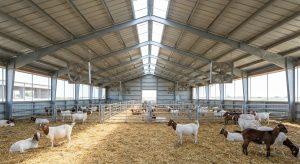 Interior of steel barn with goats in pens on straw bedding