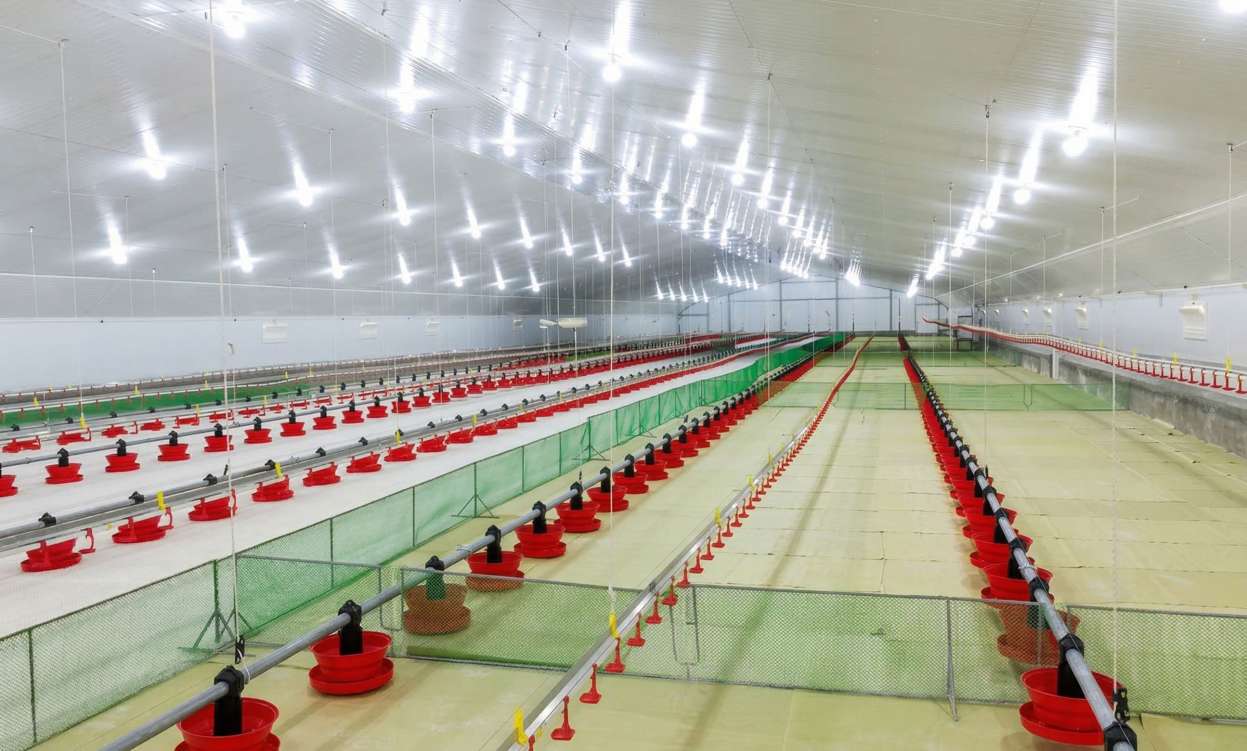 Interior of a broiler chicken house fitted with automatic pan feeders, nipple drinkers, insulated panels and LED lighting.