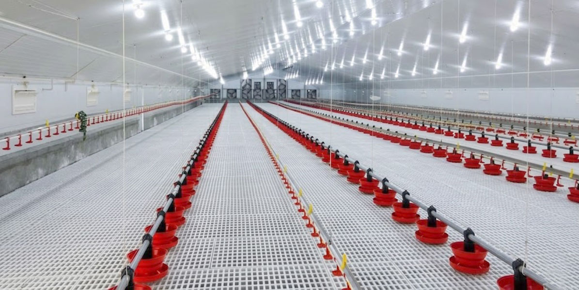 Interior with automatic chicken house feeders, nipple drinking lines, plastic slatted flooring and exhaust fans.