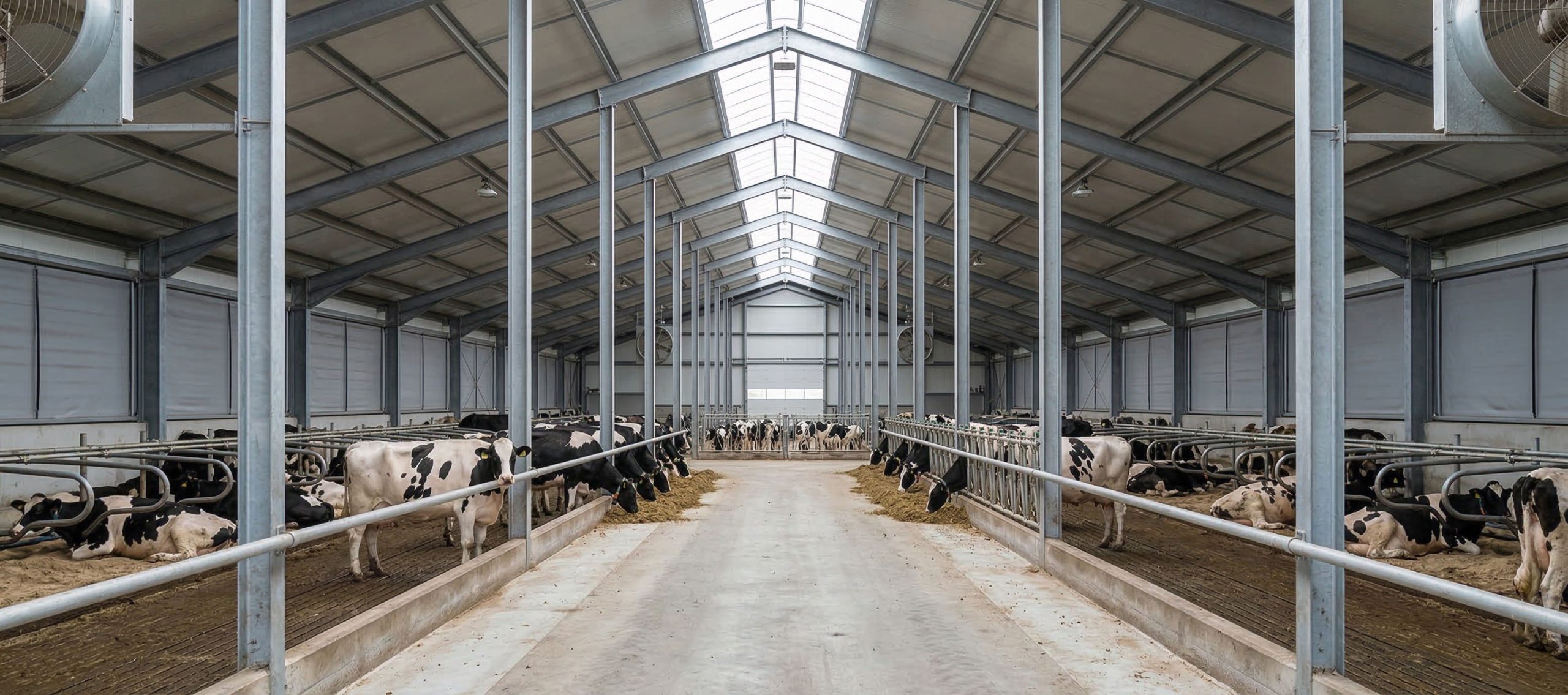 Dairy cow shed with galvanized steel frame, center passage, roof skylights, ventilation fans, sidewall panels, and cattle stalls for efficient farm operation.