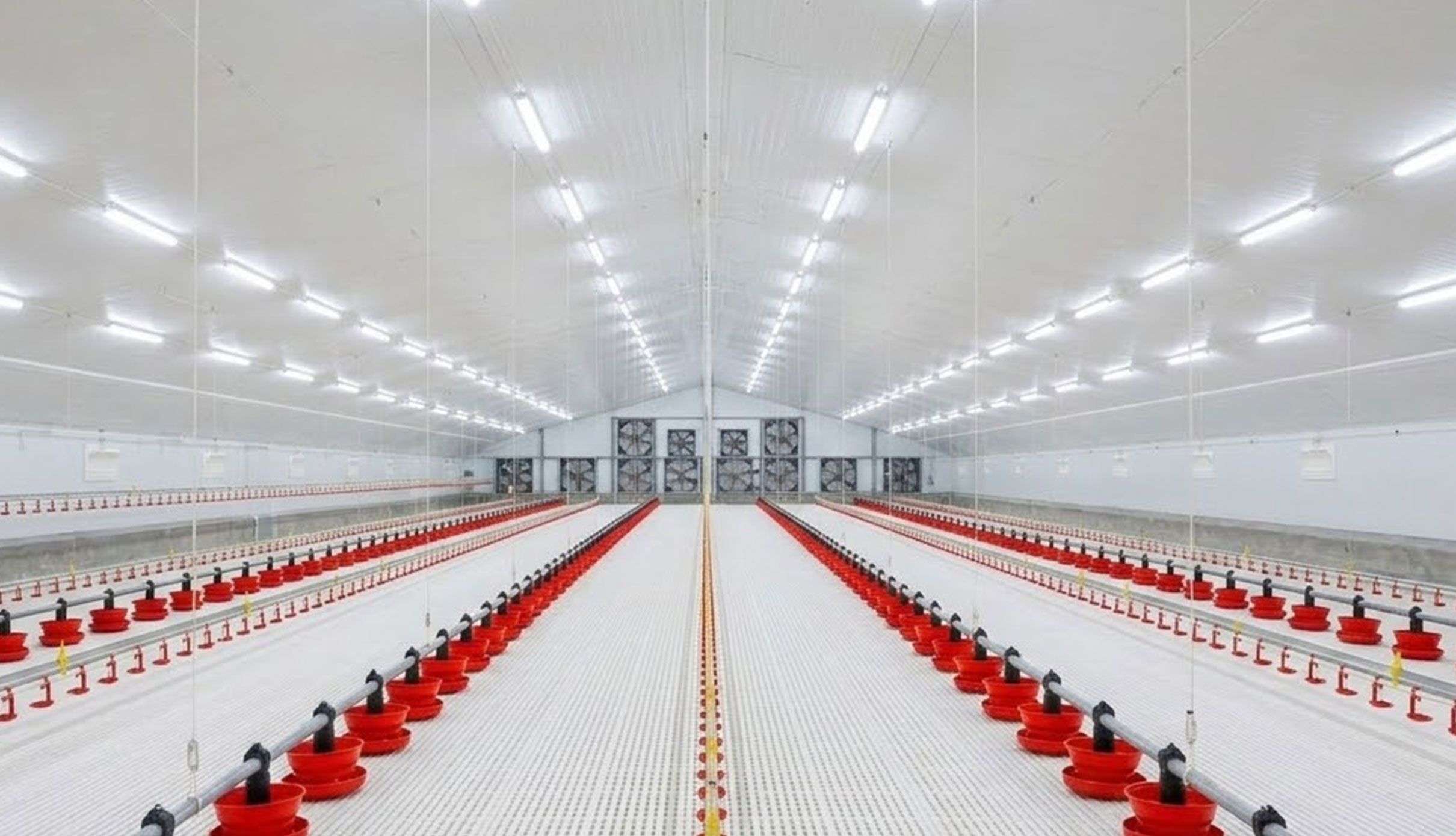 Interior layout of an enclosed chicken house with a central aisle, parallel feeding lines, drinkers and end-wall fans.