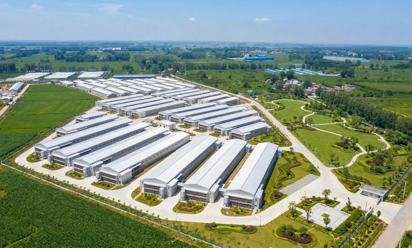 Aerial view of an industrial chicken house complex with multiple enclosed poultry buildings and organized access roads.