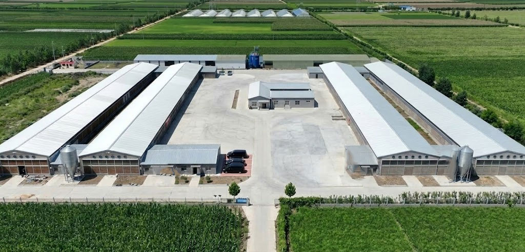 Aerial view of a modern chicken house project with four poultry buildings, feed silos and a central service yard.