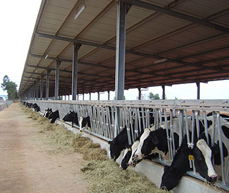 Open-sided steel structure cow shed with cattle feeding along a covered feed barrier beneath a ventilated metal roof.