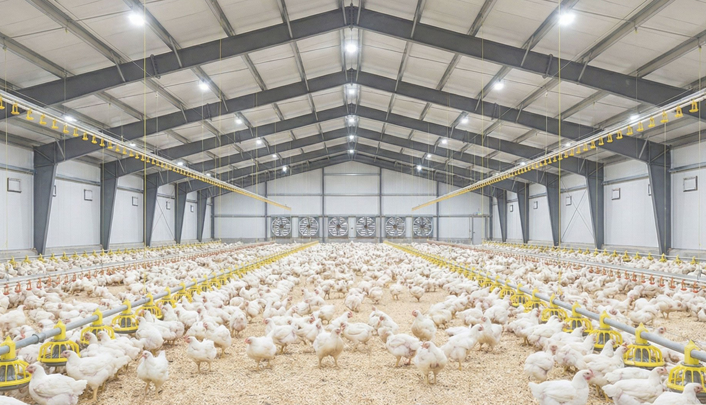Interior of a steel frame chicken house with portal frames, insulated panels, feeding lines and end-wall fans.