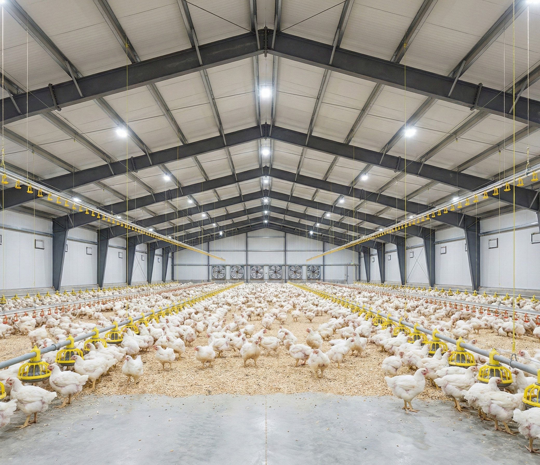 Interior of a steel structure chicken house for broilers with insulated panels, feeding lines, drinkers and exhaust fans.