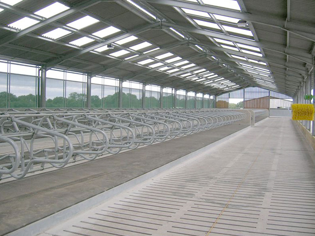 Steel structure dairy cow shed project in New Zealand with cattle cubicles, roof skylights, open sidewalls, and concrete walkways.