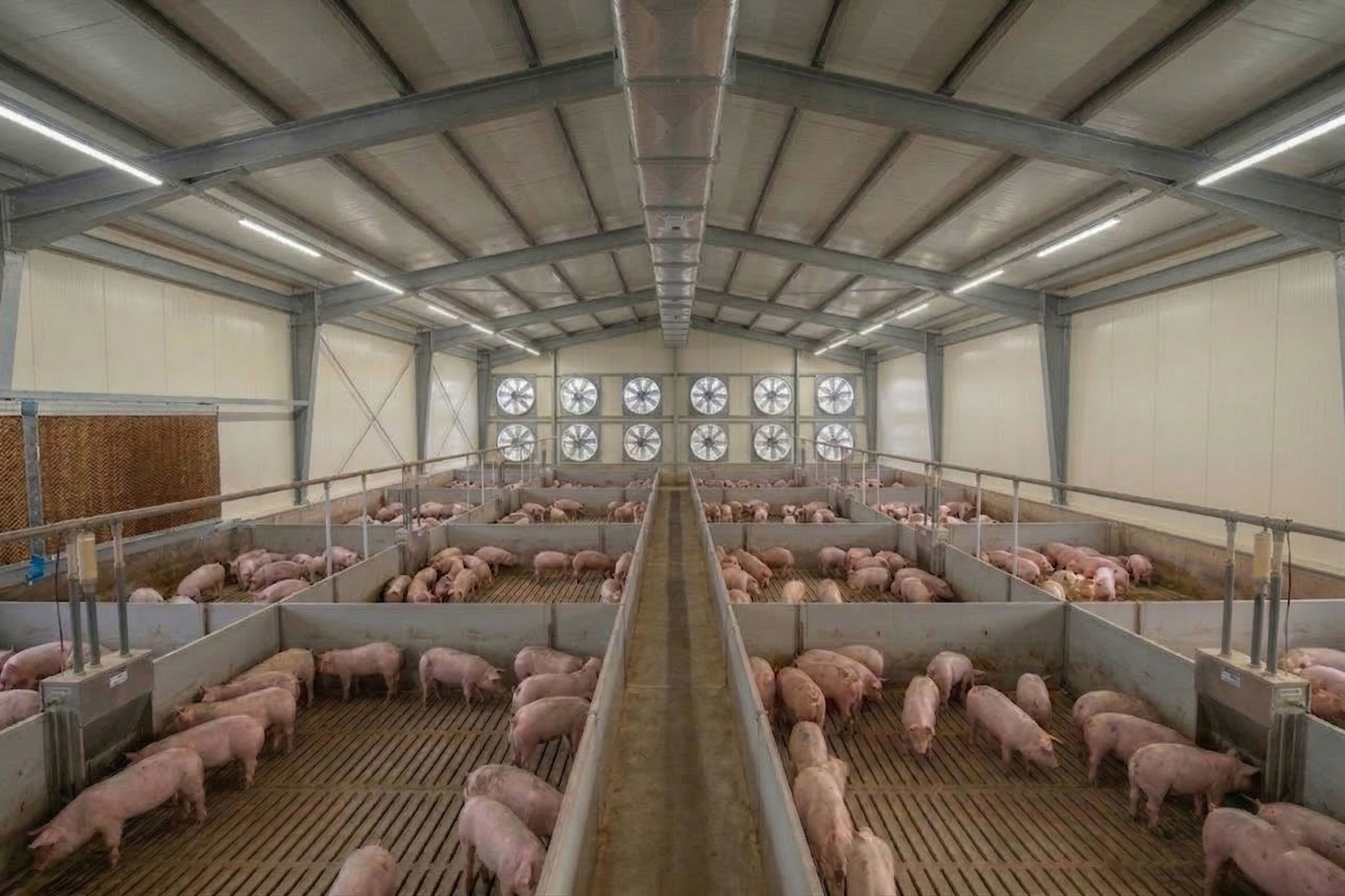 Enclosed steel structure pig shed interior with grouped pig pens, slatted flooring, central aisle, roof framing, insulated wall panels, and mechanical ventilation fans for commercial swine housing.