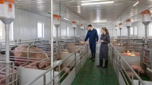 Organized farrowing pens, creep areas and service aisles inside a commercial pig building.