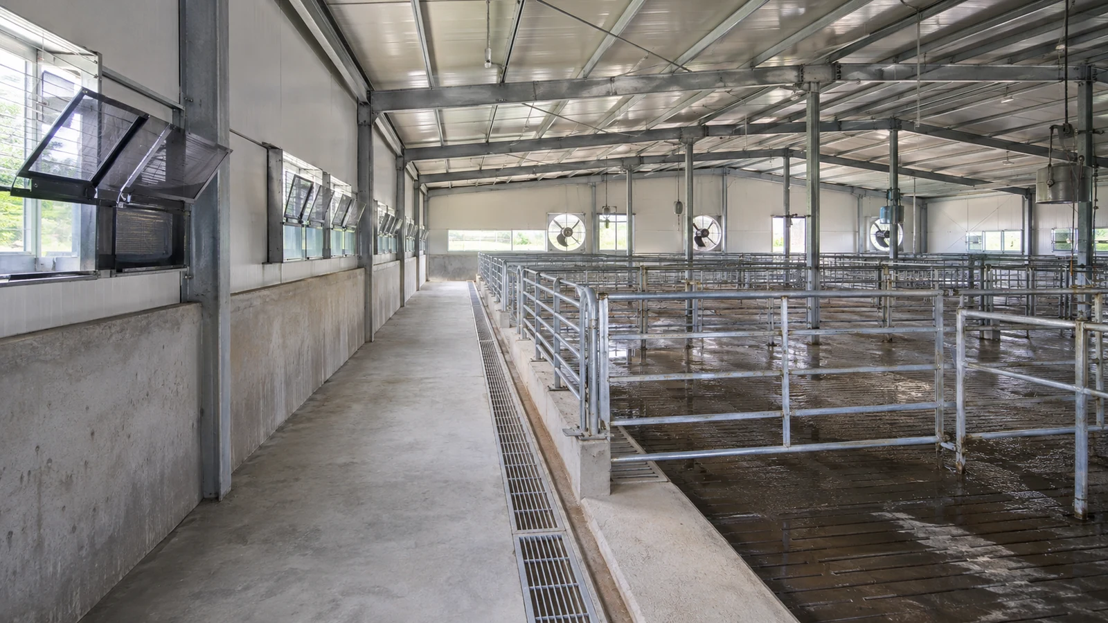 Separated service corridor, wet pens, drainage channels, and ventilation inside a steel pig house.