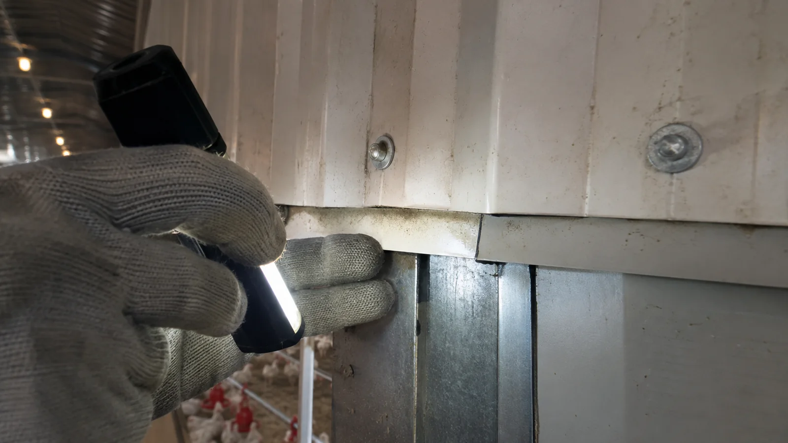Close inspection of panel fasteners, washers, laps, and a galvanized steel interface inside a poultry house.