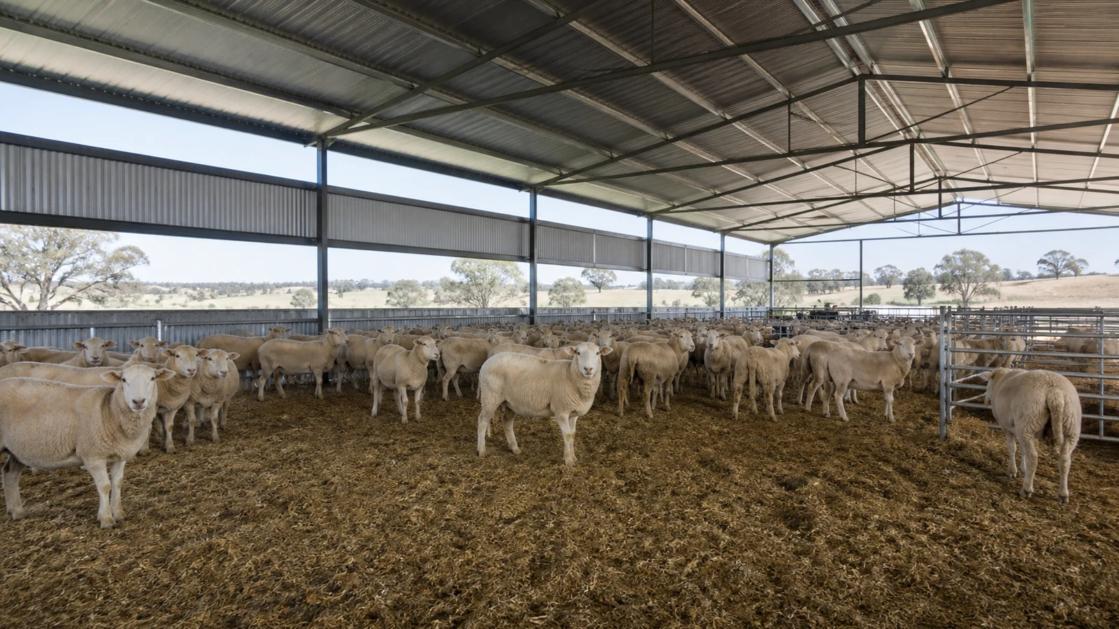 Open eaves and ridge ventilation provide a clear airflow path above housed sheep.